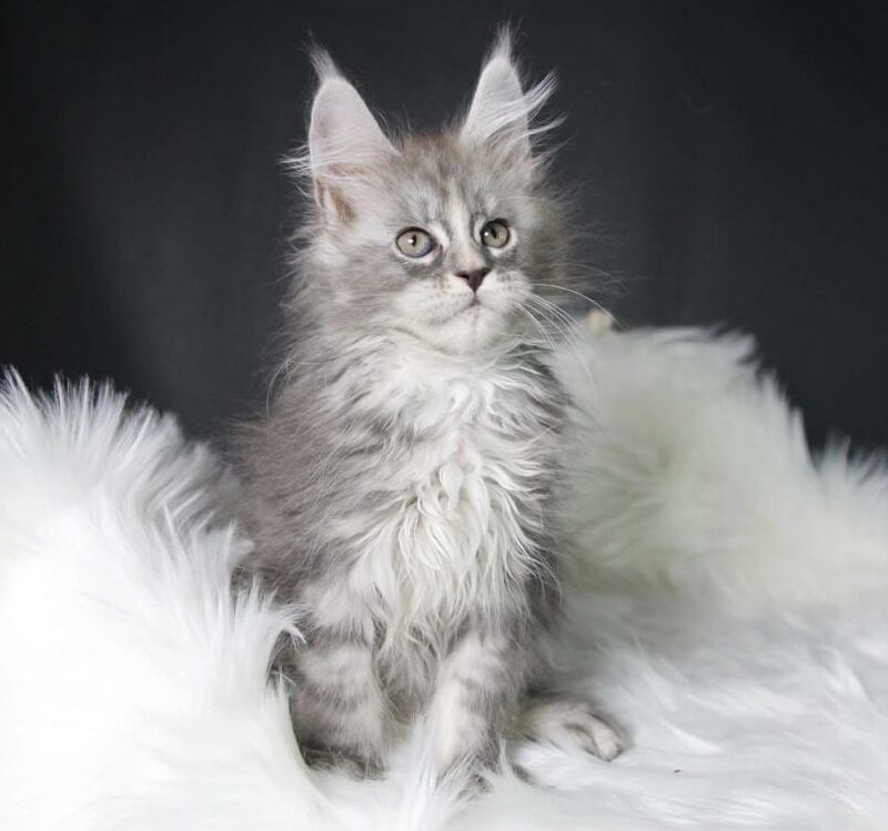 Maine coons