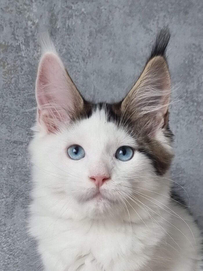 Pandora MCO female (blue eyes!)